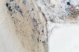 Best Mold Prevention Services  in West View, PA